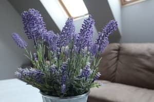 У Доминикана 16